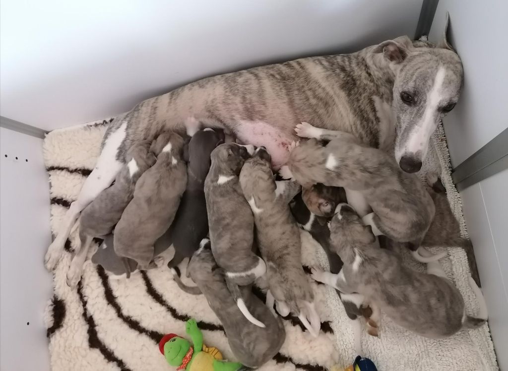 chiot Whippet De La Fontaine Mary-Rose