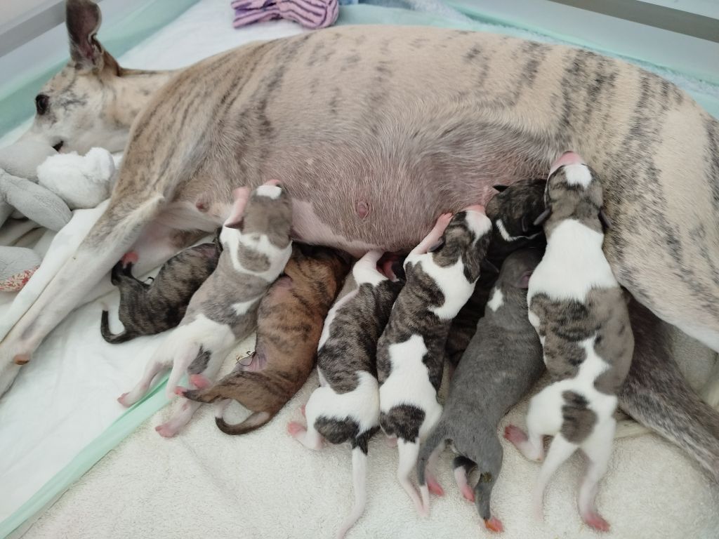 chiot Whippet De La Fontaine Mary-Rose