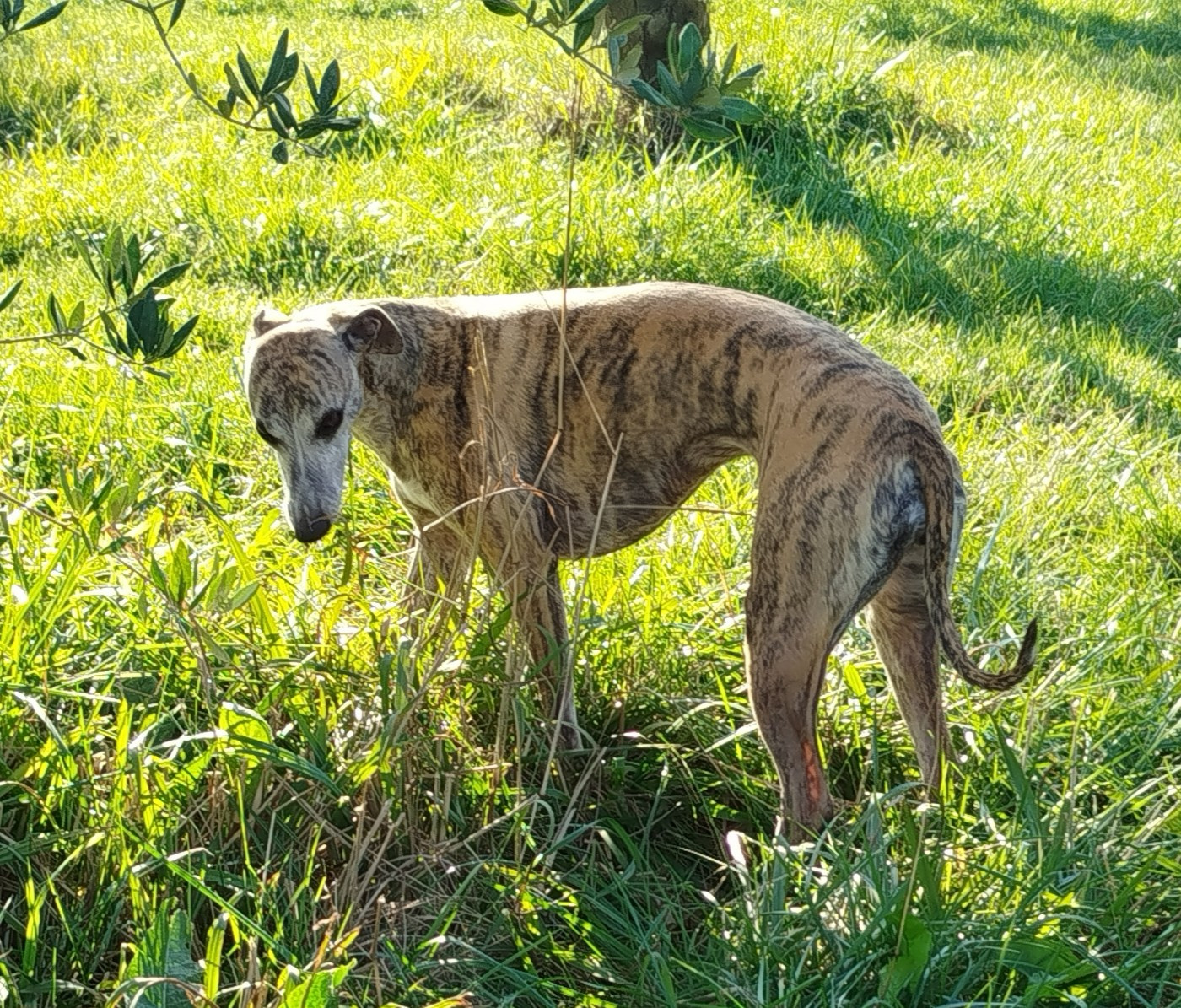 Un trésor bien caché Du Domaine De Tinuchka