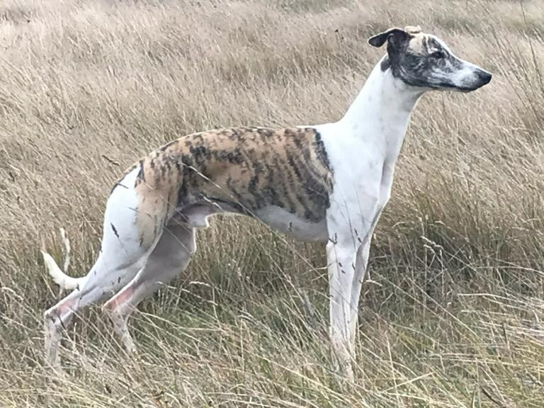 Readly express de tetiaora