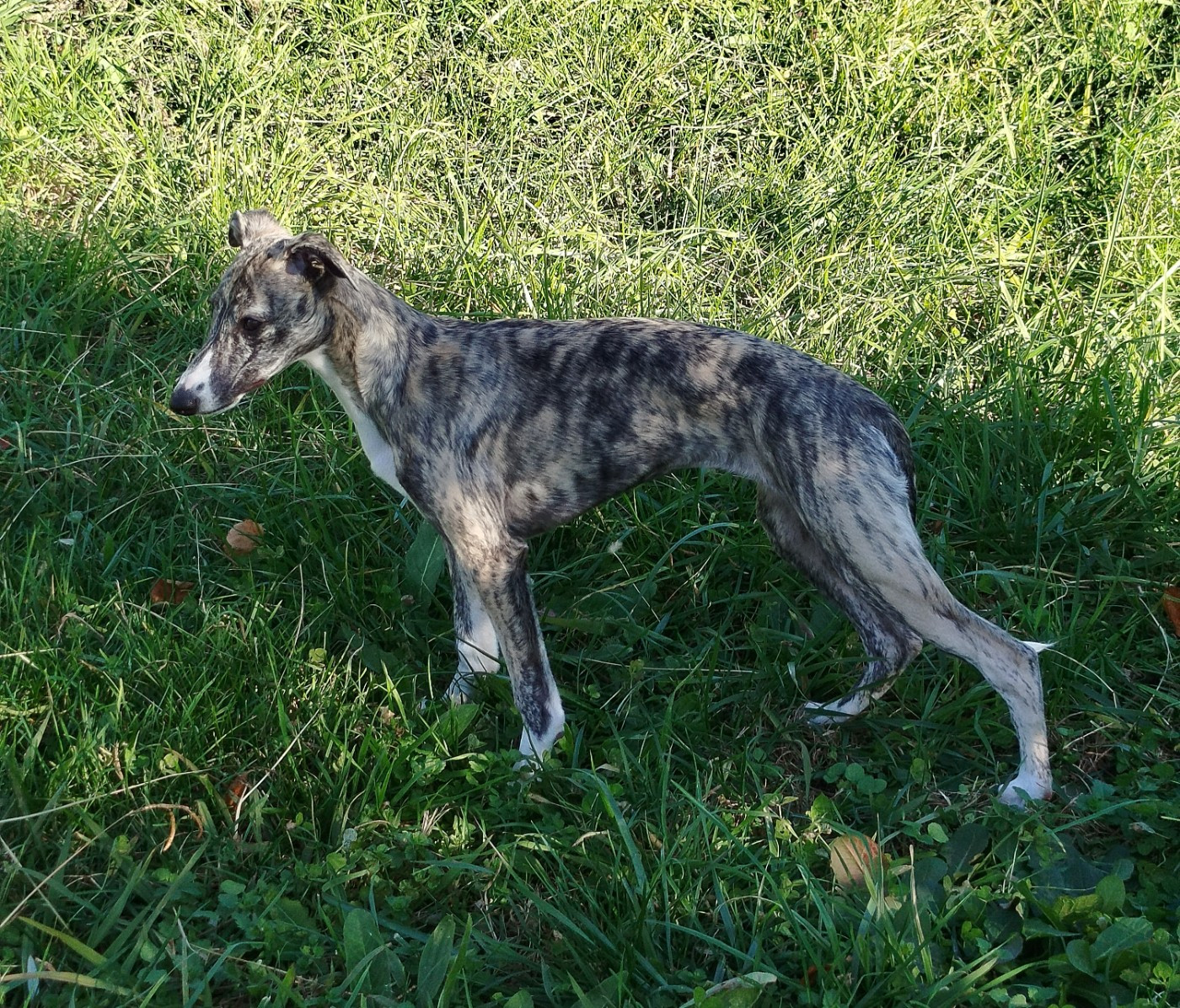 VALENTINE De La Fontaine Mary-Rose