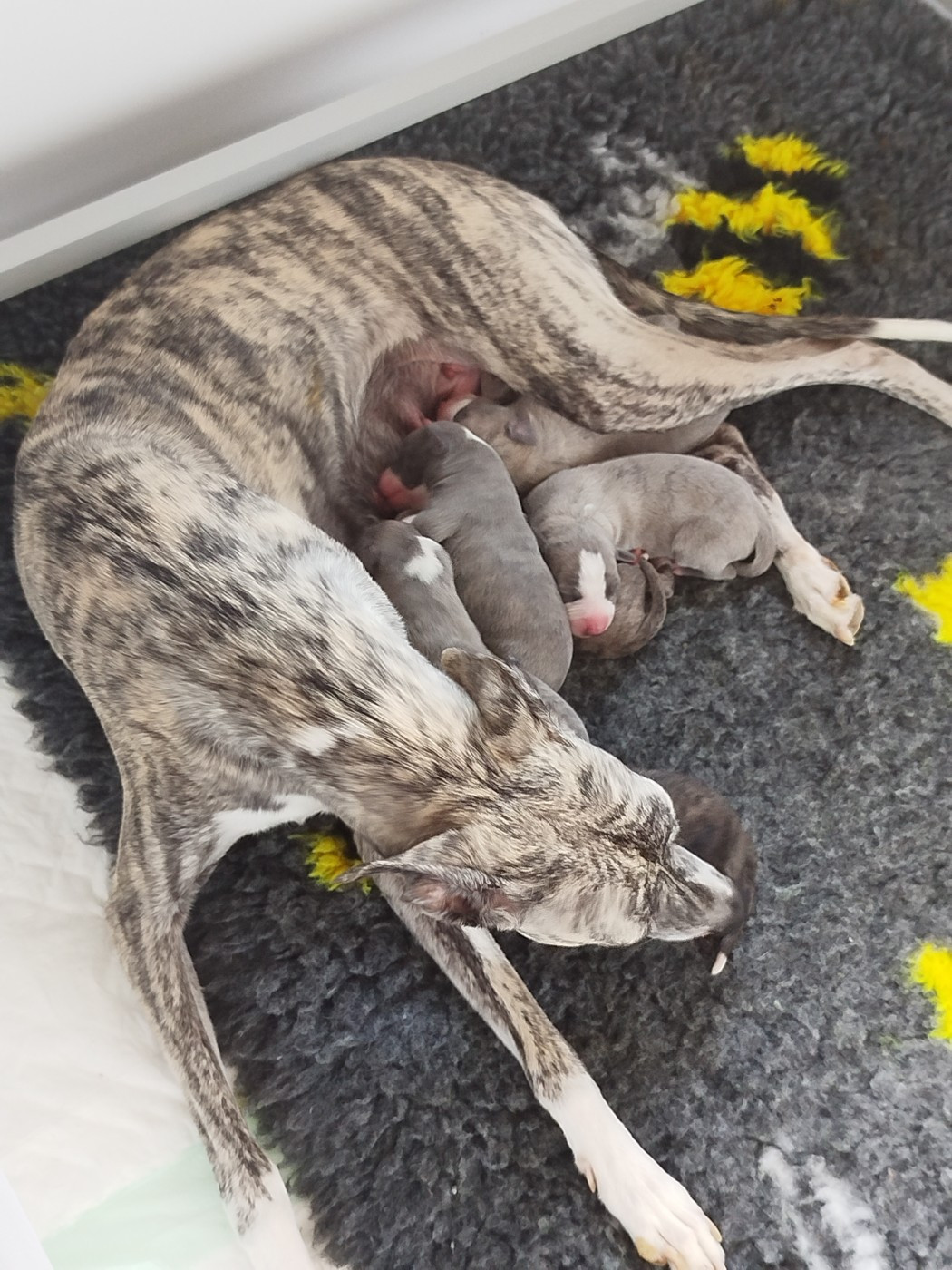 Les bébés de Valentine et Socrate sont nés