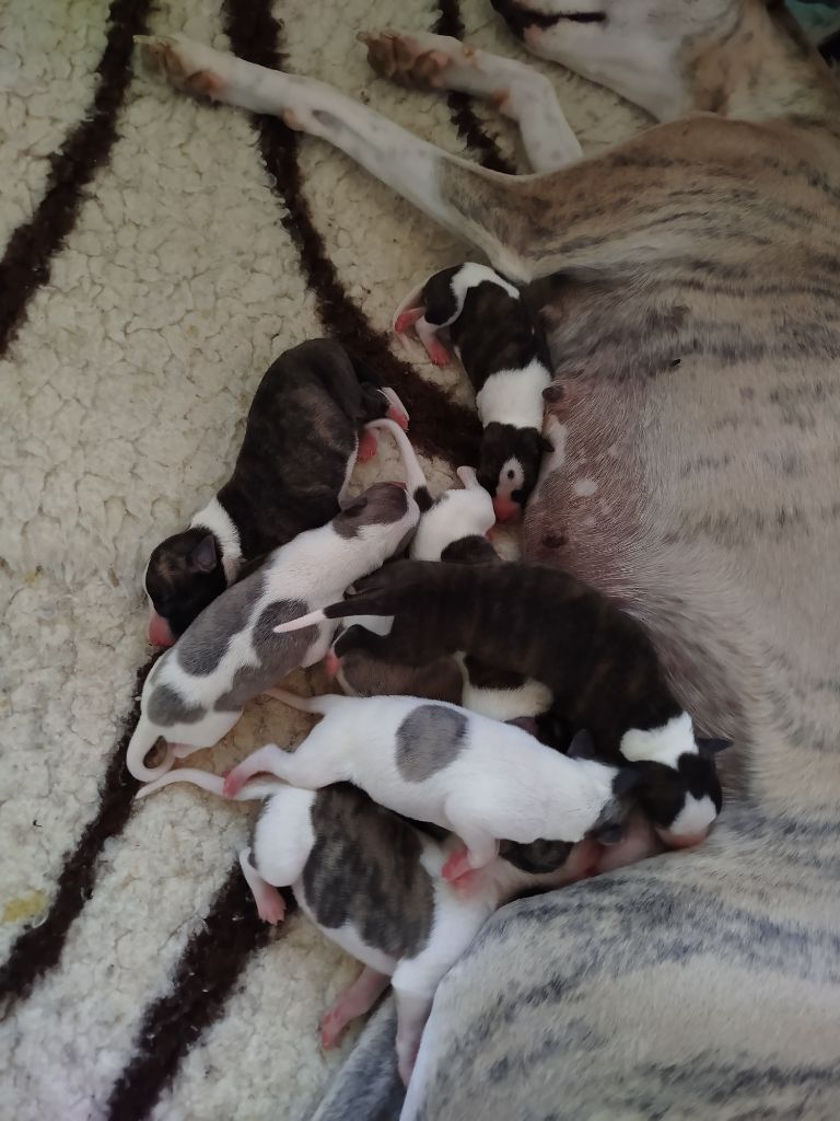 les bébés d'Etoile et Ayrton sont nés :)