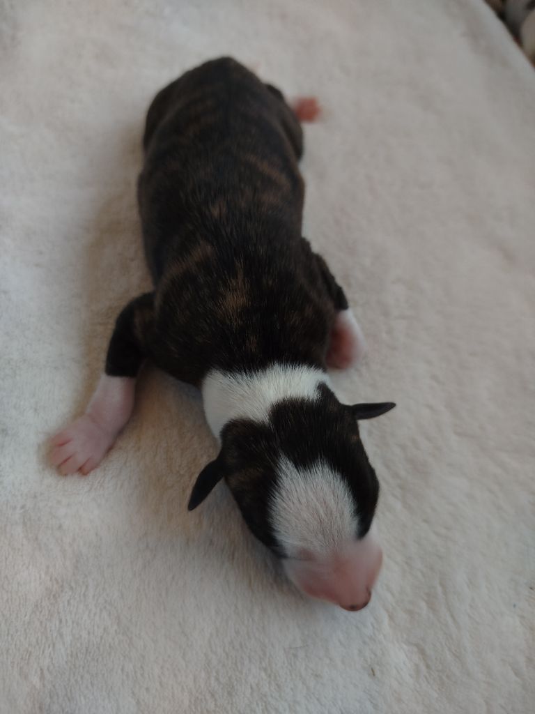 De La Fontaine Mary-Rose - Chiots disponibles - Whippet