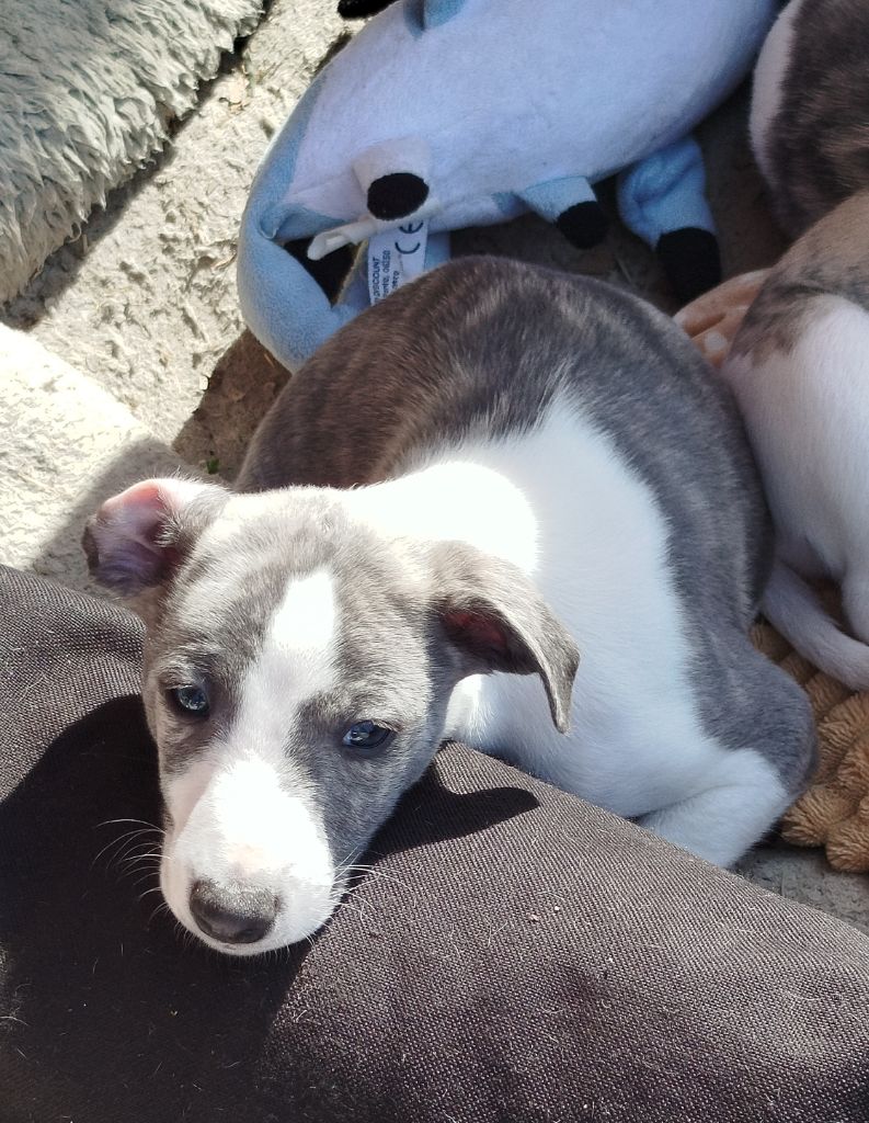 De La Fontaine Mary-Rose - Chiots disponibles - Whippet