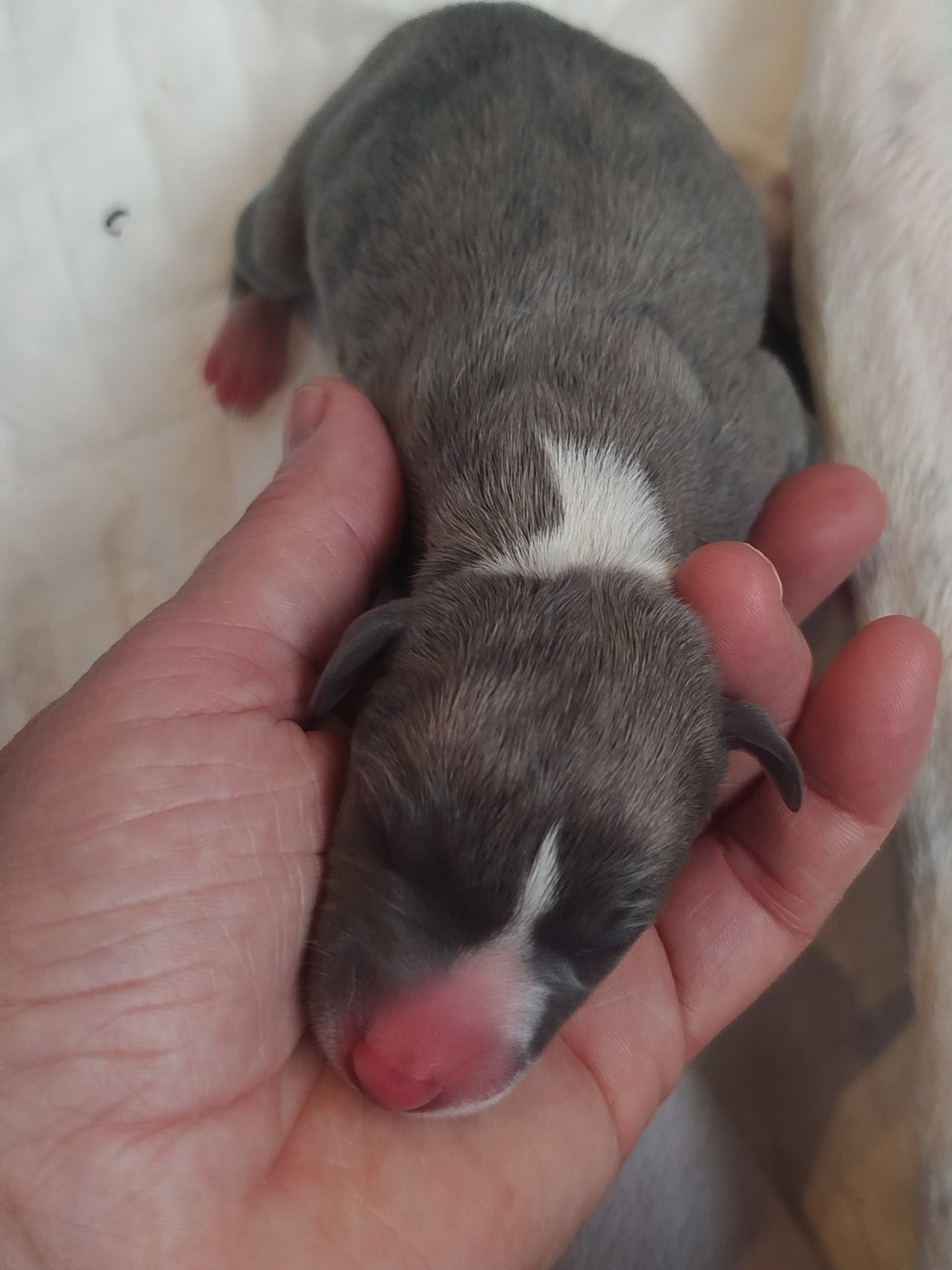 De La Fontaine Mary-Rose - Chiots disponibles - Whippet