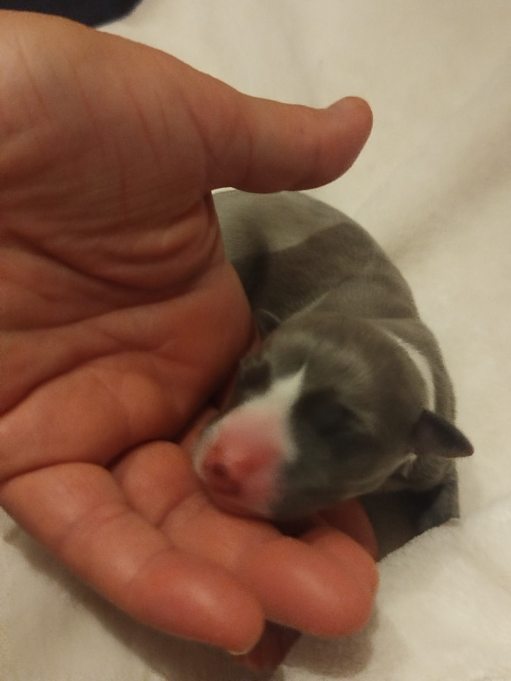 De La Fontaine Mary-Rose - Chiots disponibles - Whippet