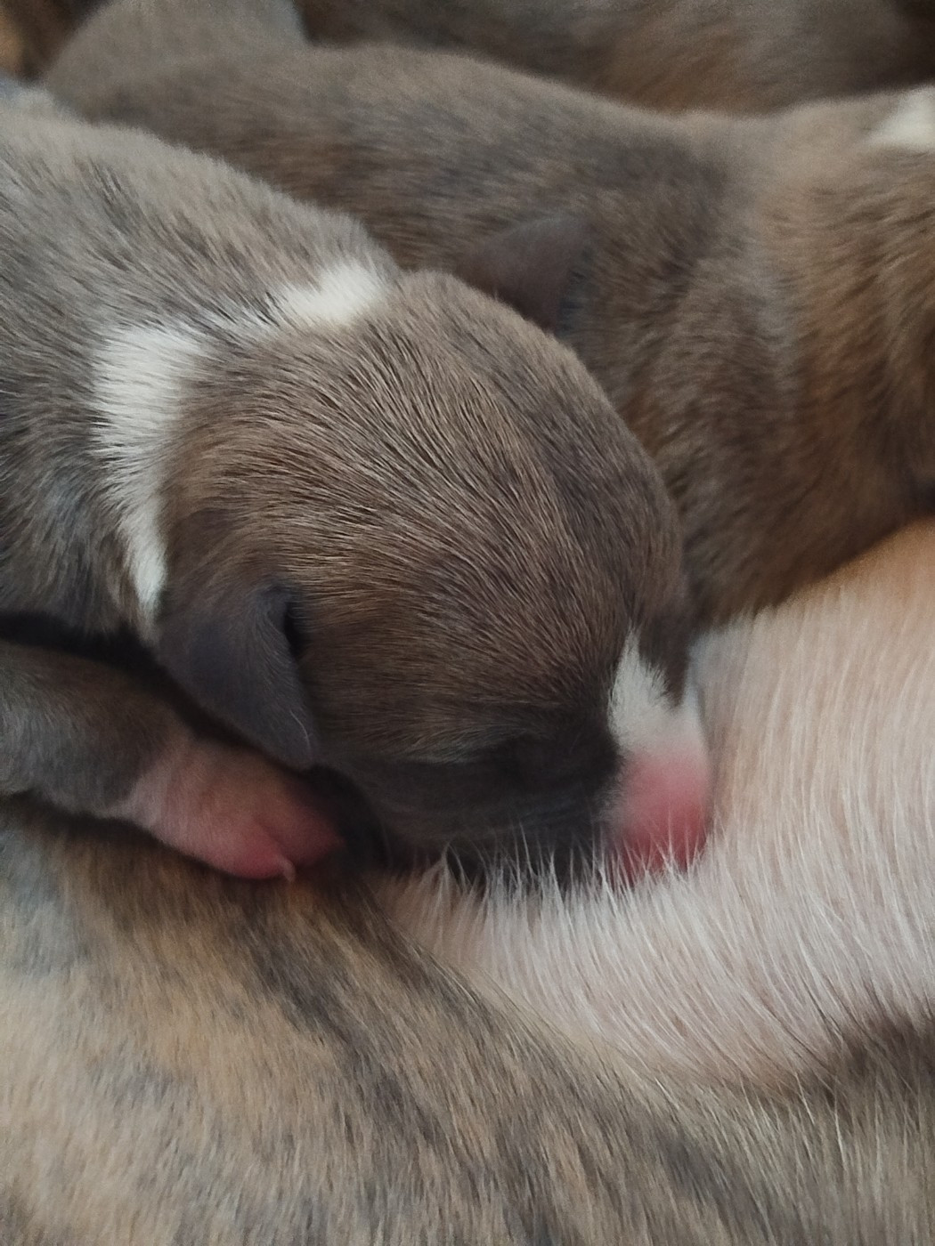 De La Fontaine Mary-Rose - Chiots disponibles - Whippet