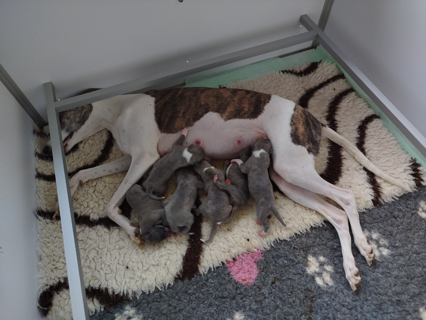 Chiot Whippet De La Fontaine Mary-Rose