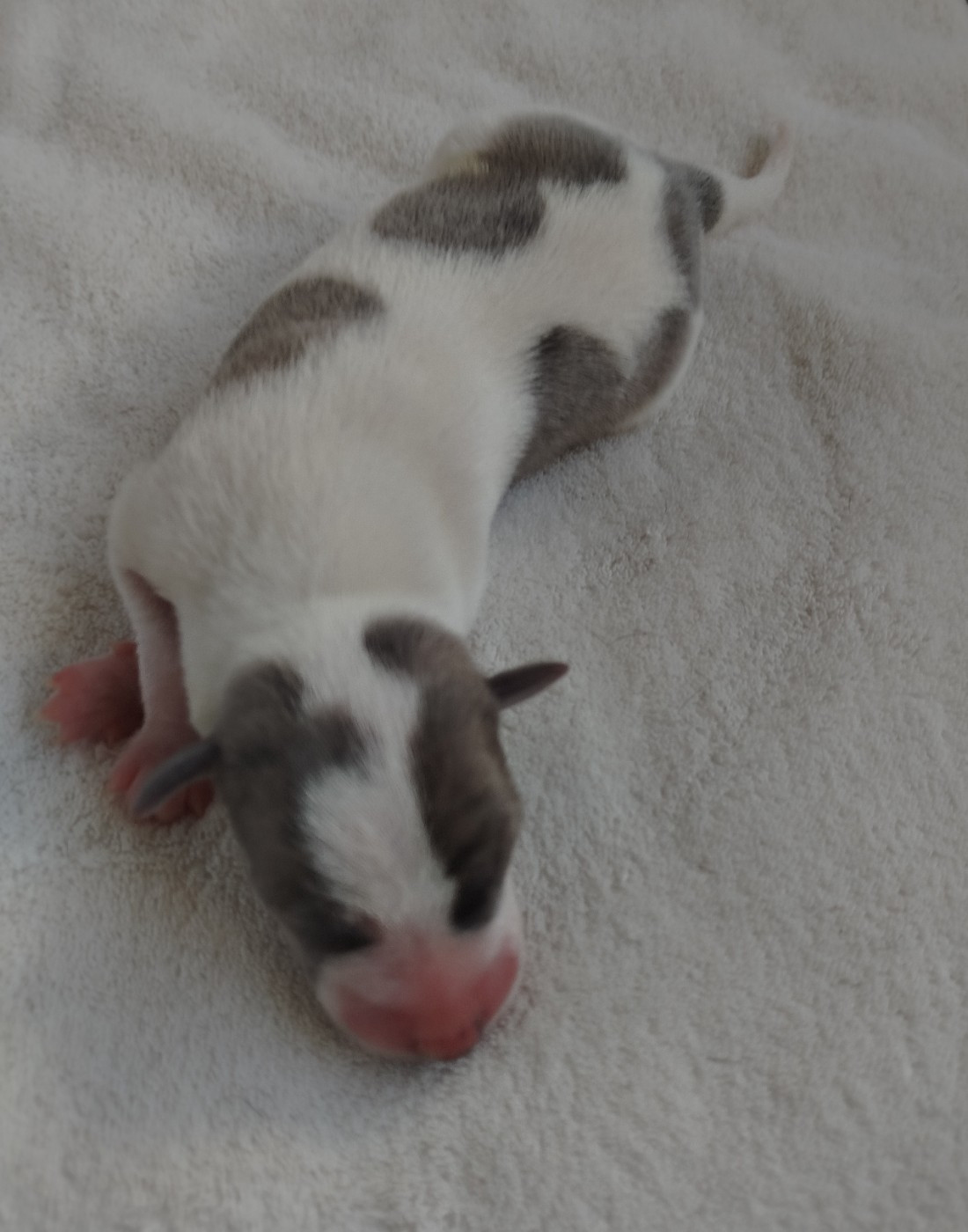 De La Fontaine Mary-Rose - Chiots disponibles - Whippet