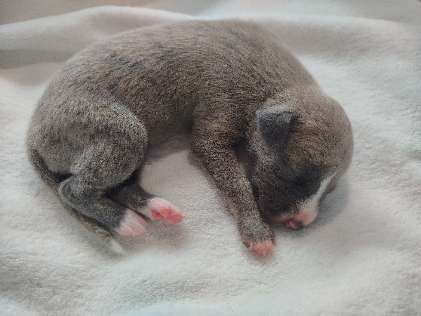 De La Fontaine Mary-Rose - Chiots disponibles - Whippet