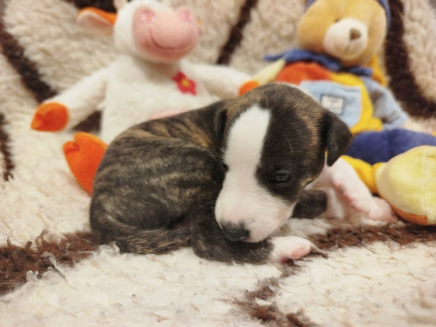 De La Fontaine Mary-Rose - Chiots disponibles - Whippet