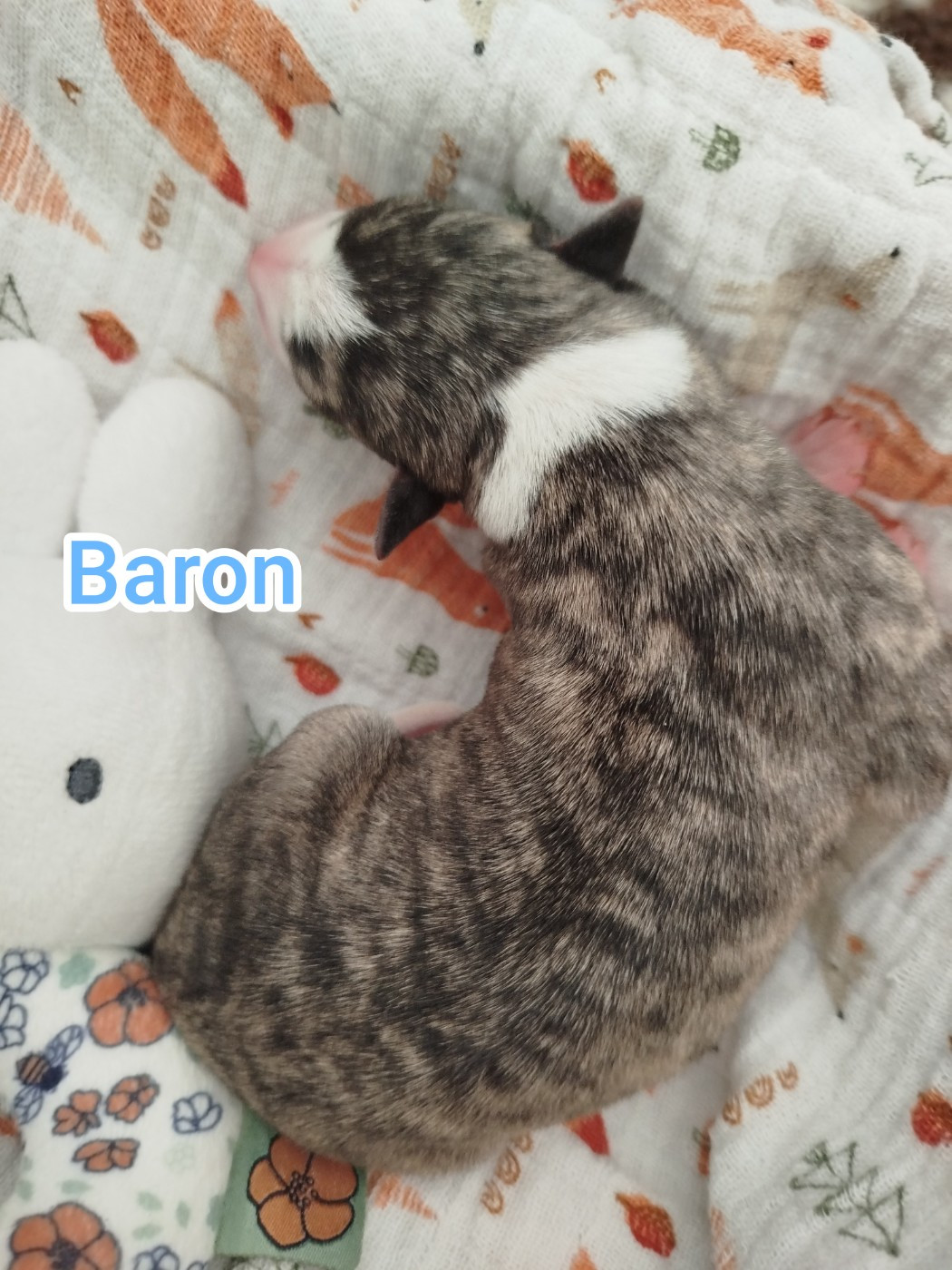 De La Fontaine Mary-Rose - Chiots disponibles - Whippet