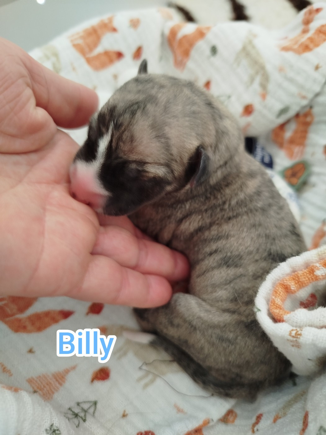 De La Fontaine Mary-Rose - Chiots disponibles - Whippet