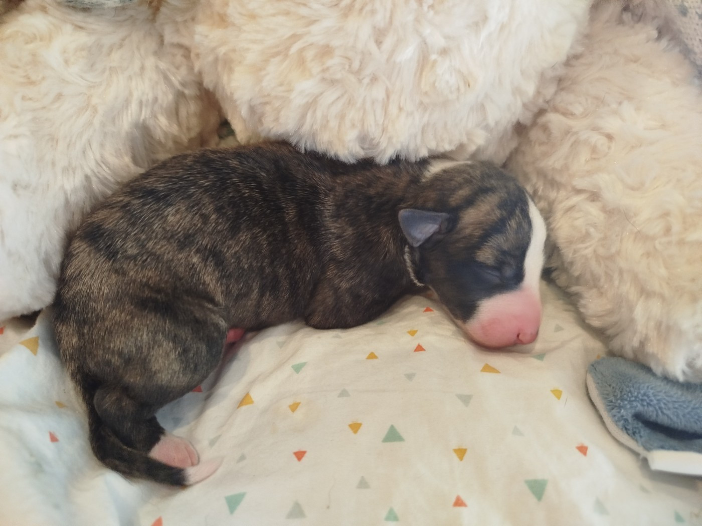 De La Fontaine Mary-Rose - Chiots disponibles - Whippet