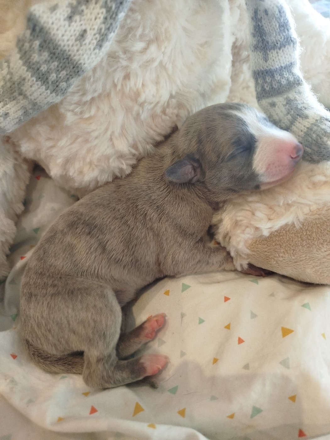 De La Fontaine Mary-Rose - Chiots disponibles - Whippet