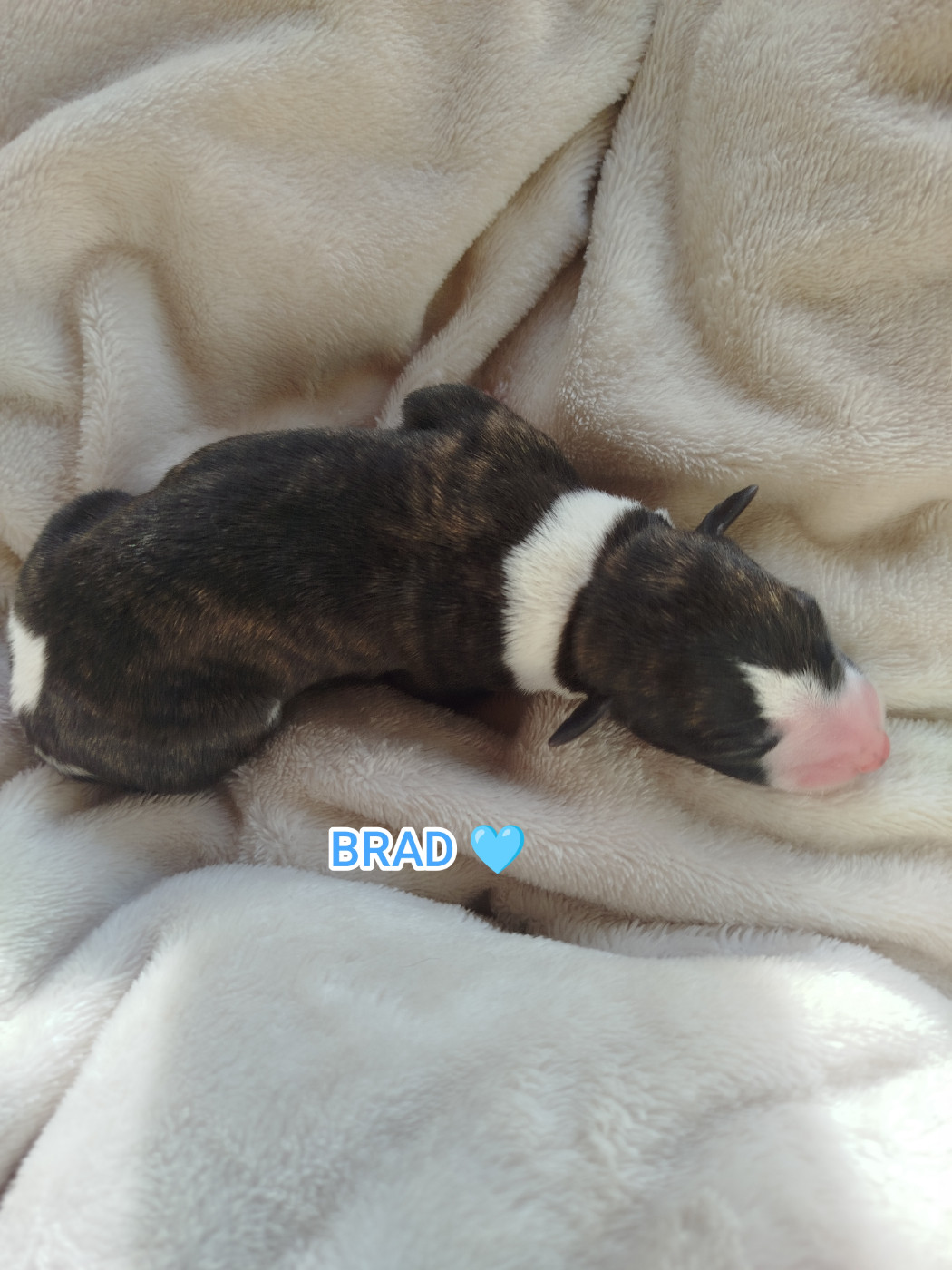 De La Fontaine Mary-Rose - Chiots disponibles - Whippet