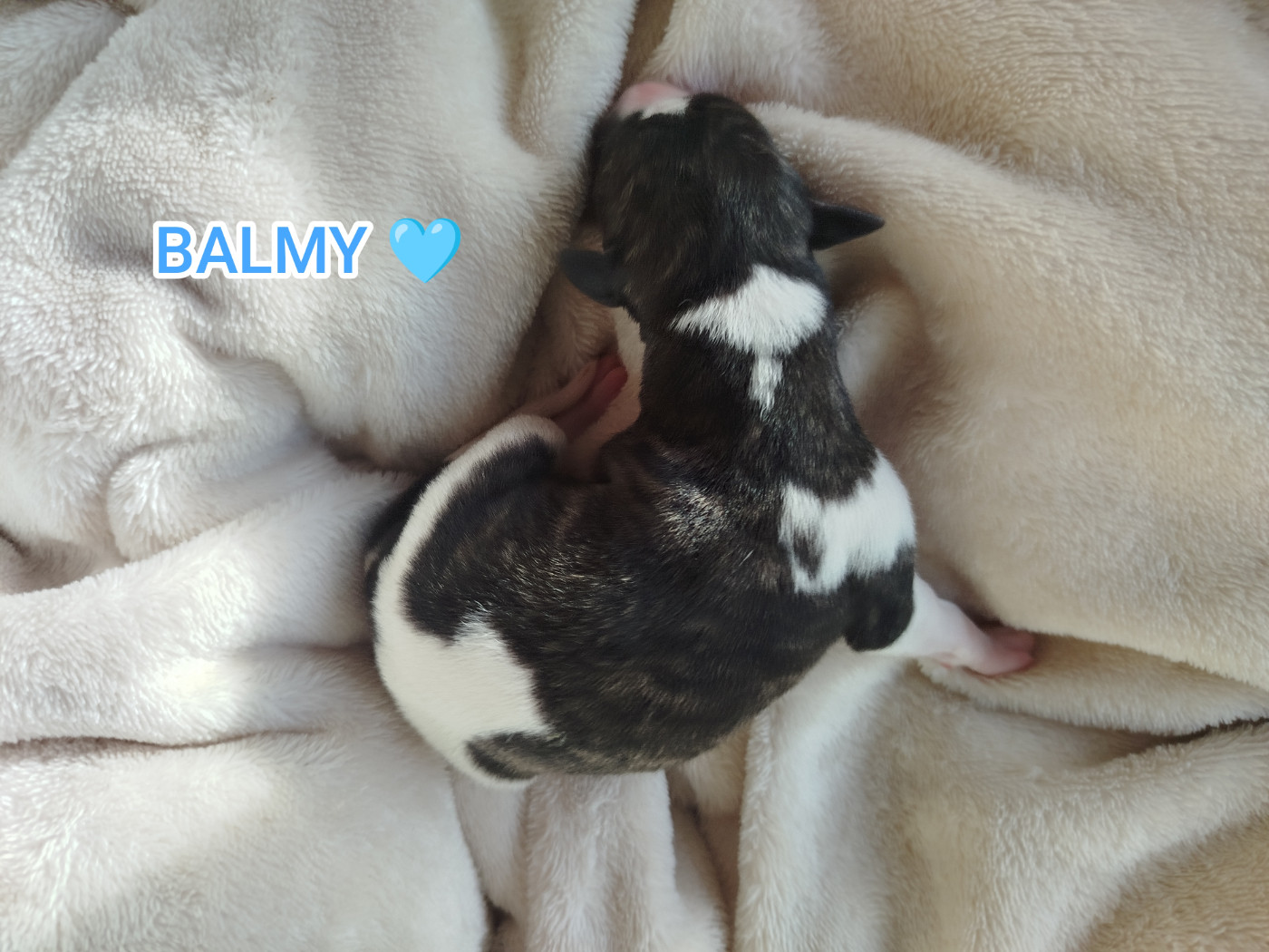 De La Fontaine Mary-Rose - Chiots disponibles - Whippet