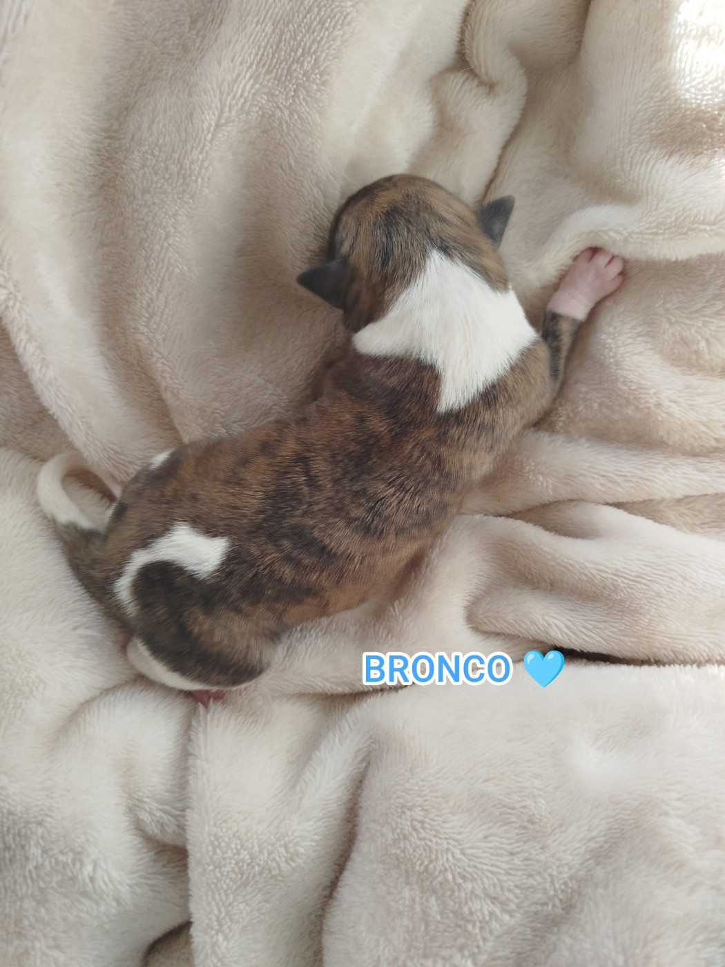 De La Fontaine Mary-Rose - Chiots disponibles - Whippet