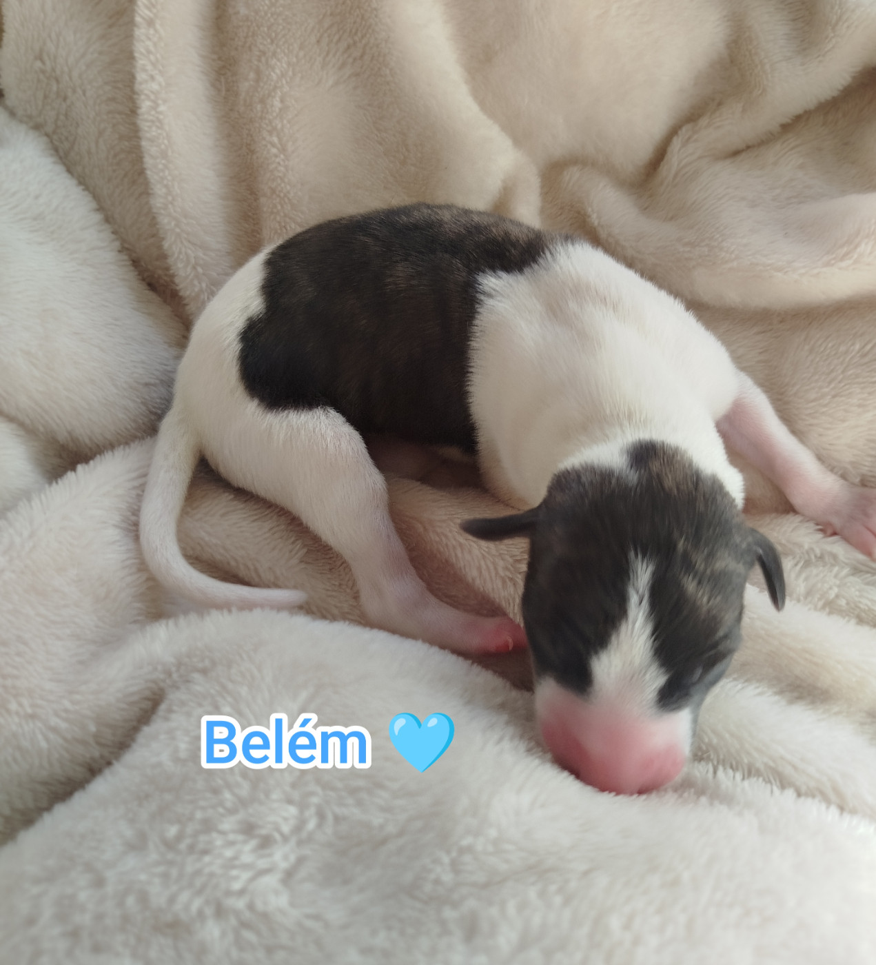 De La Fontaine Mary-Rose - Chiots disponibles - Whippet