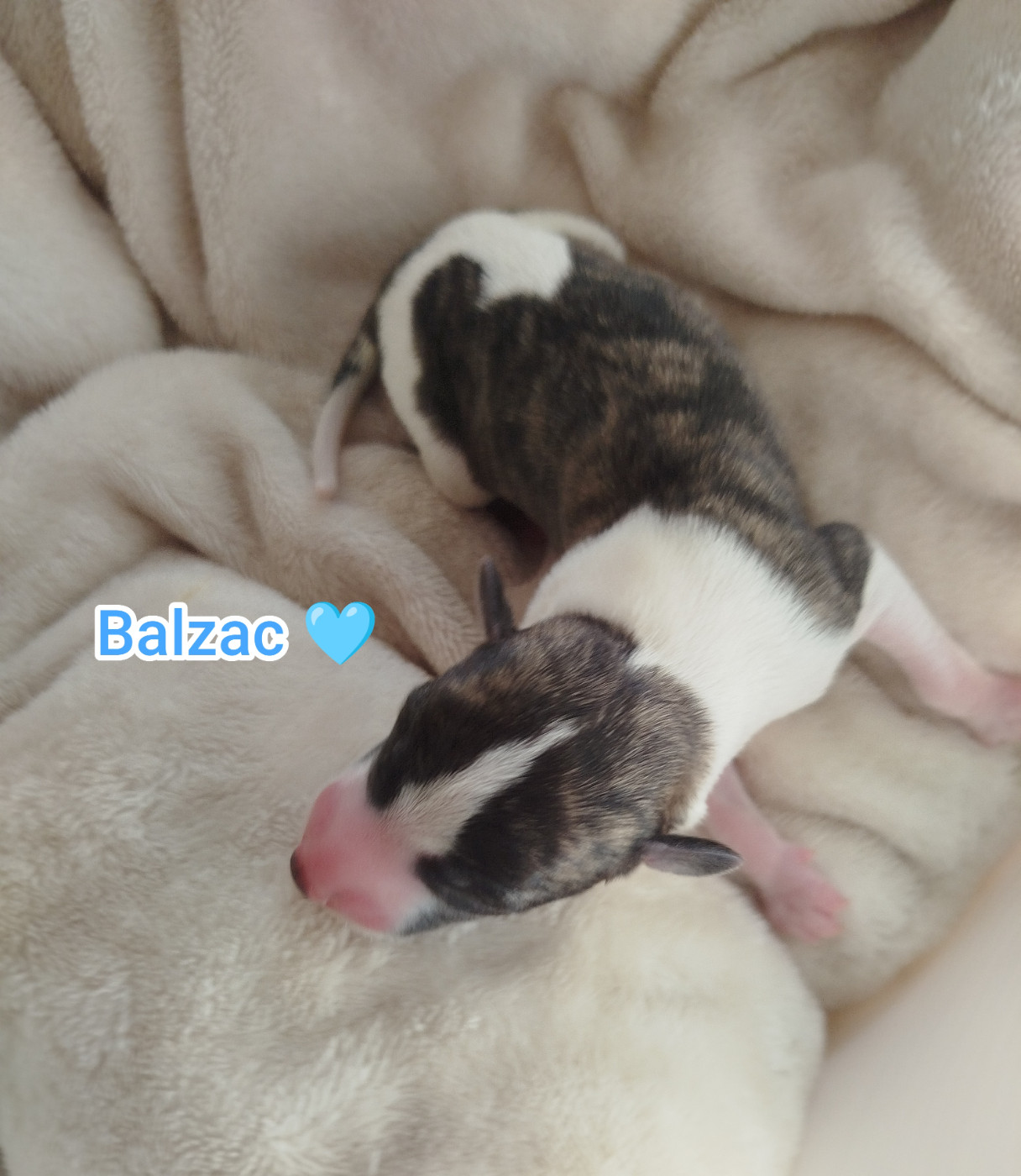 De La Fontaine Mary-Rose - Chiots disponibles - Whippet