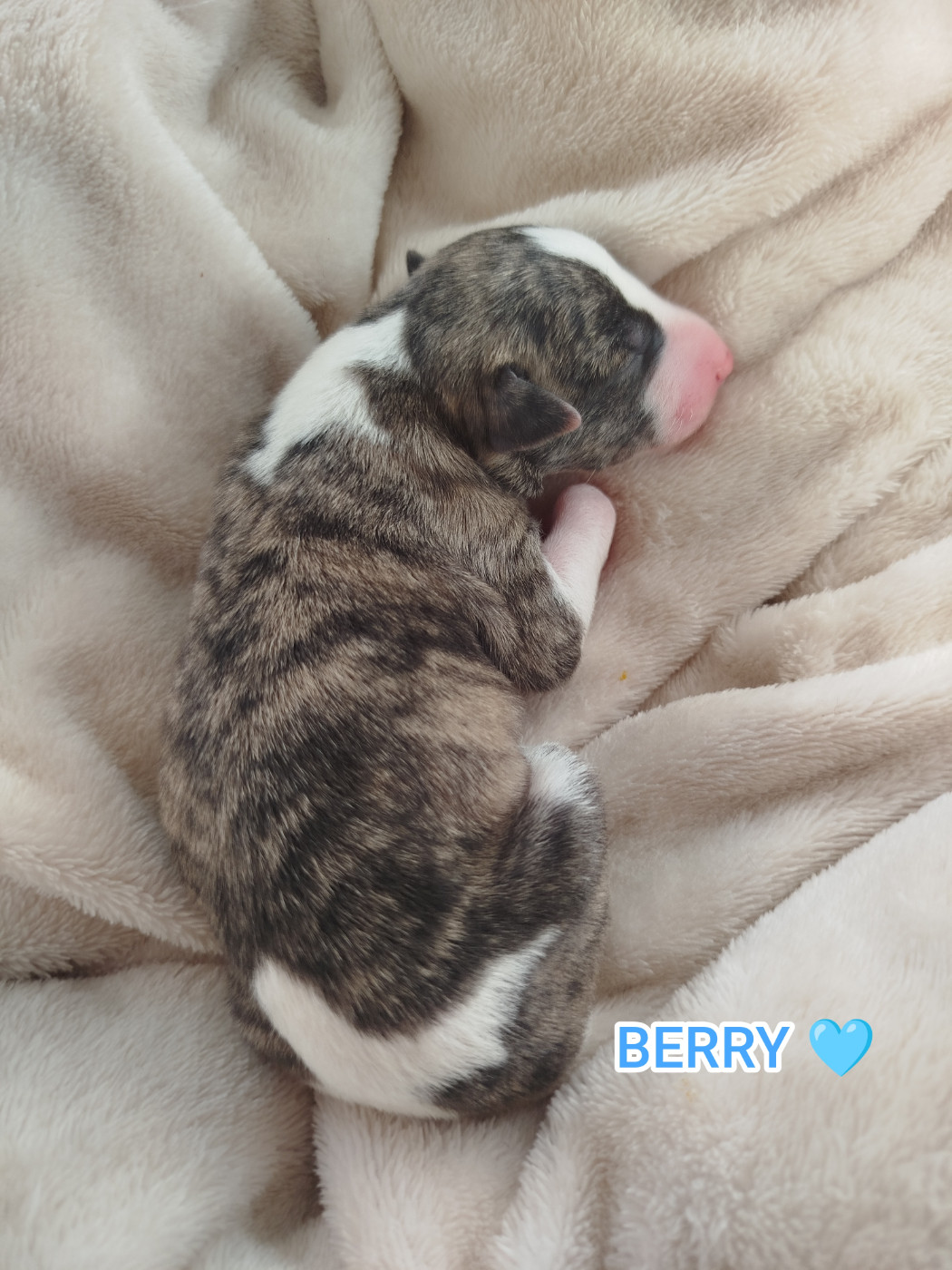 De La Fontaine Mary-Rose - Chiots disponibles - Whippet