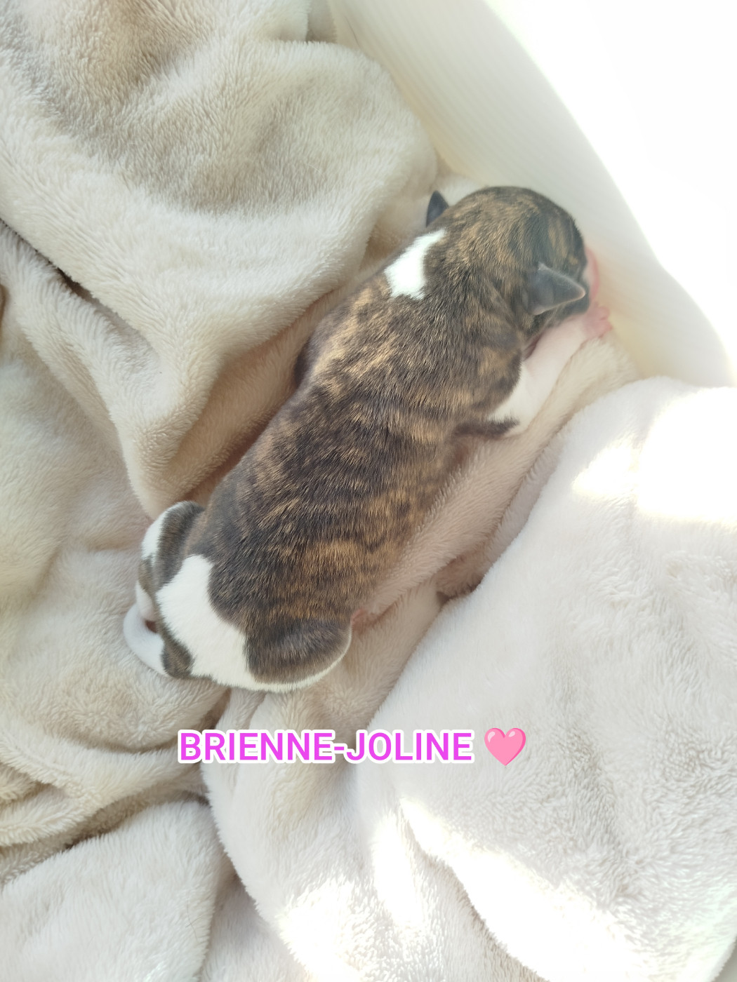 De La Fontaine Mary-Rose - Chiots disponibles - Whippet