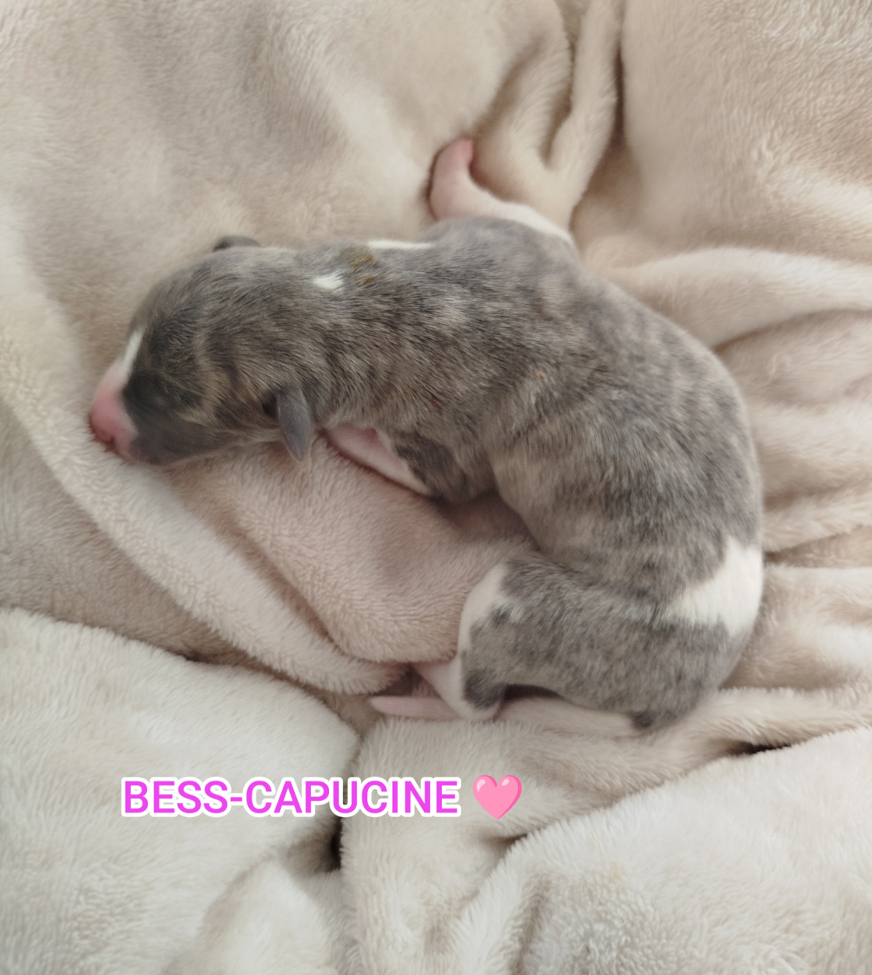 De La Fontaine Mary-Rose - Chiots disponibles - Whippet