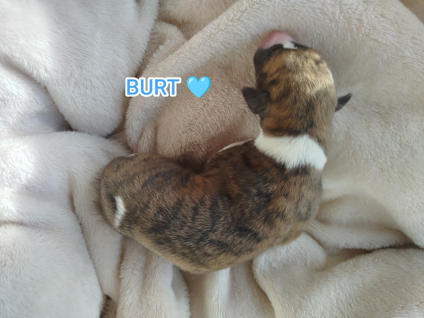 De La Fontaine Mary-Rose - Chiots disponibles - Whippet