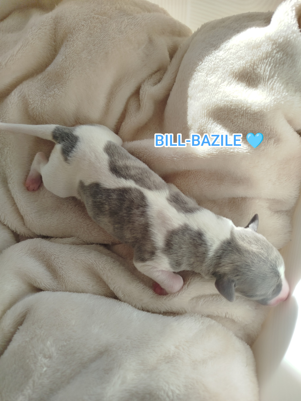De La Fontaine Mary-Rose - Chiots disponibles - Whippet