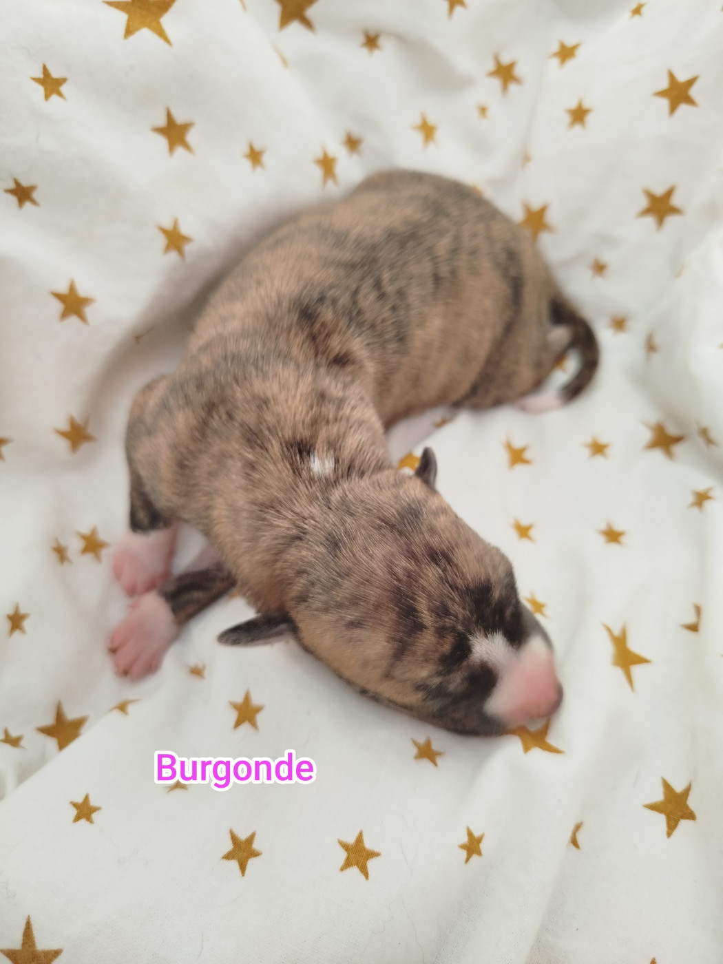De La Fontaine Mary-Rose - Chiots disponibles - Whippet