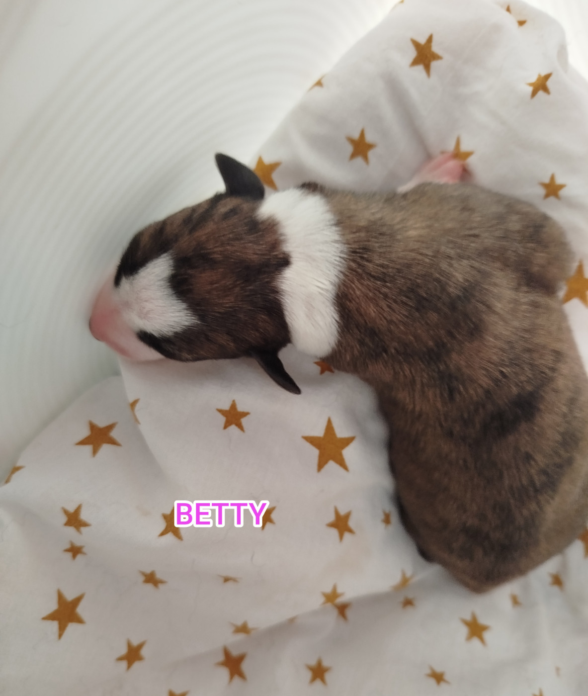 De La Fontaine Mary-Rose - Chiots disponibles - Whippet
