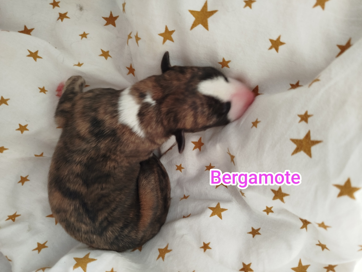 De La Fontaine Mary-Rose - Chiots disponibles - Whippet