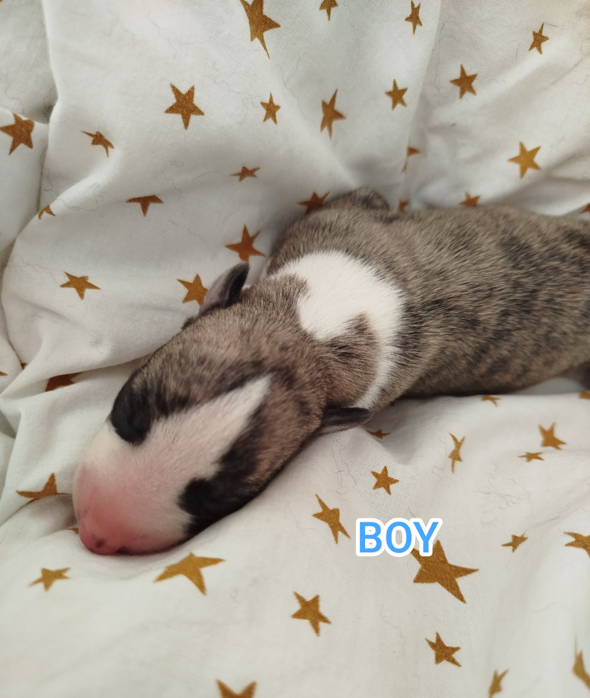De La Fontaine Mary-Rose - Chiots disponibles - Whippet