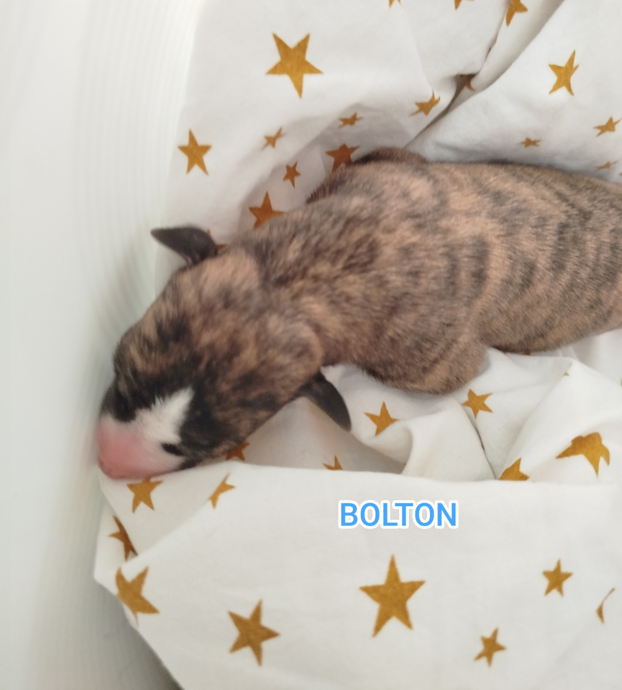 De La Fontaine Mary-Rose - Chiots disponibles - Whippet