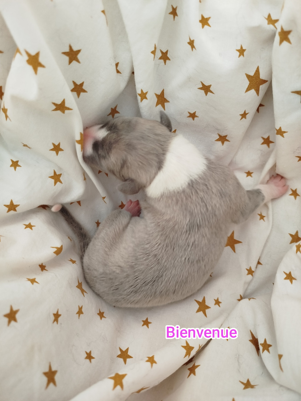 De La Fontaine Mary-Rose - Chiots disponibles - Whippet