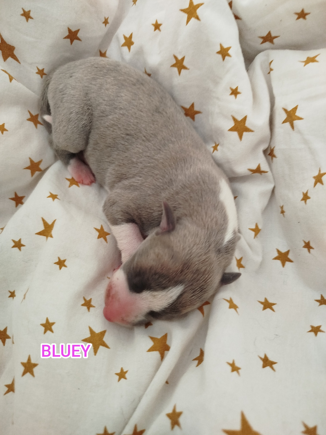 De La Fontaine Mary-Rose - Chiots disponibles - Whippet