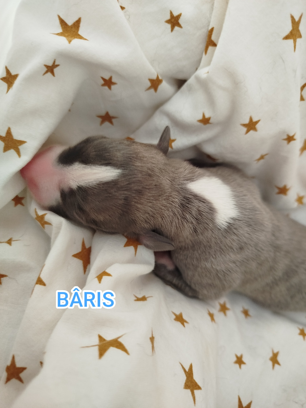 De La Fontaine Mary-Rose - Chiots disponibles - Whippet