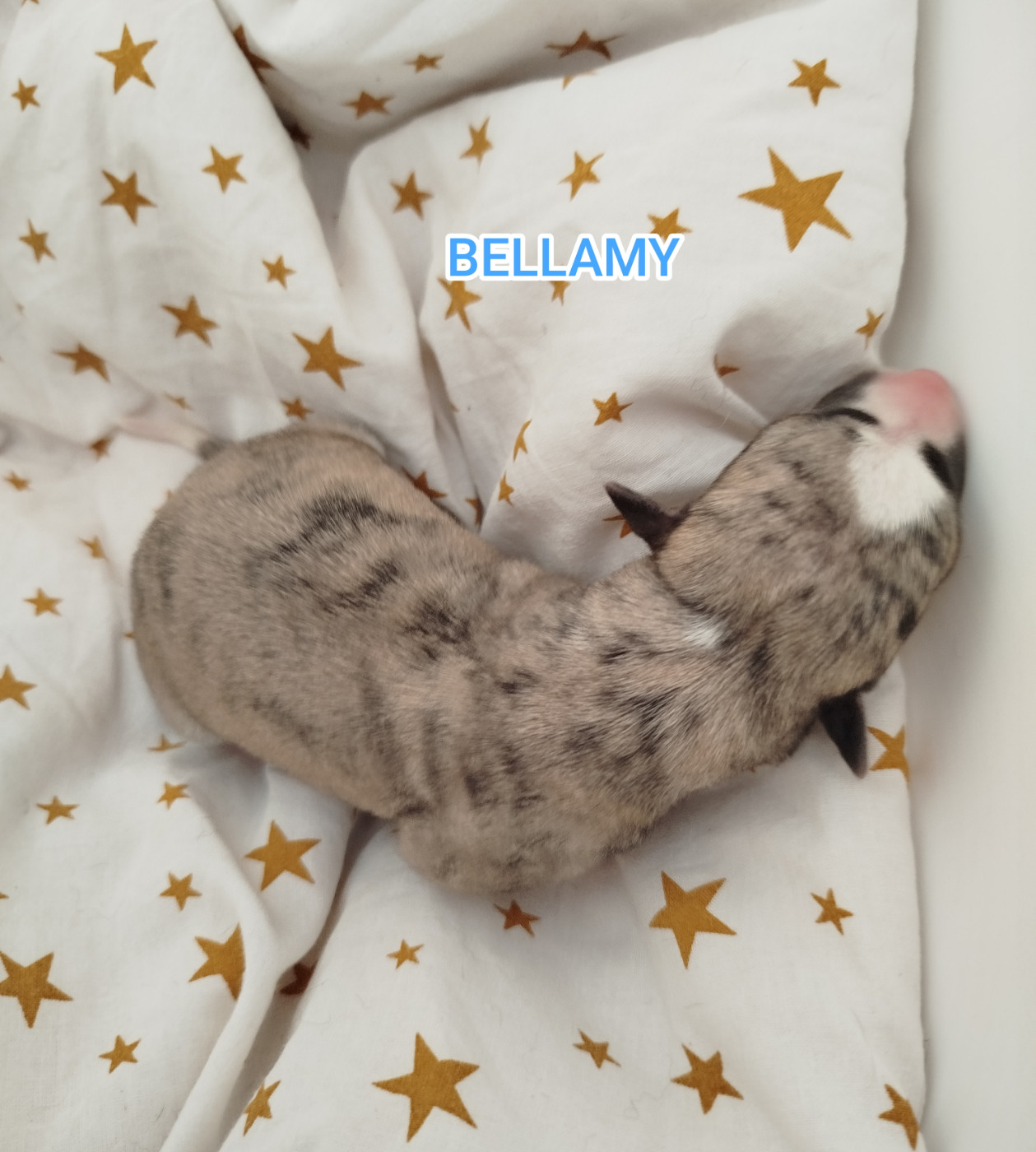De La Fontaine Mary-Rose - Chiots disponibles - Whippet