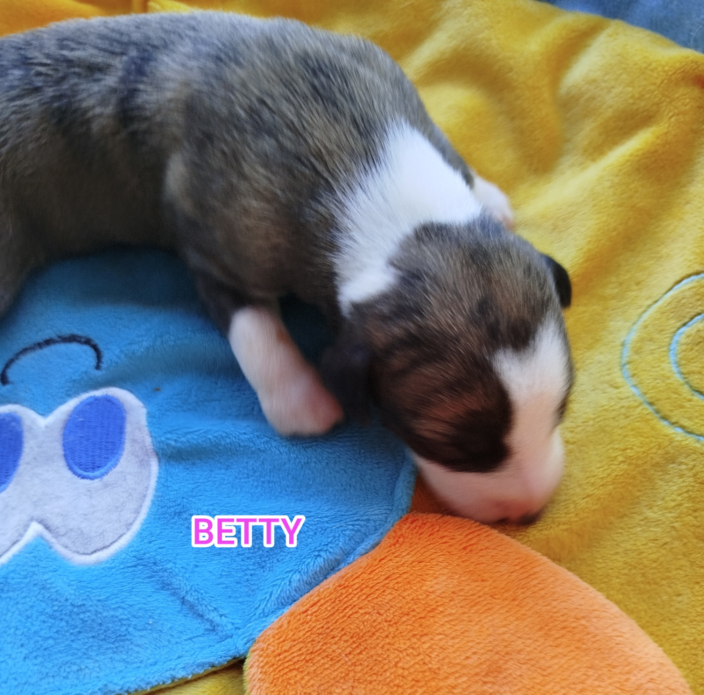 De La Fontaine Mary-Rose - Chiots disponibles - Whippet