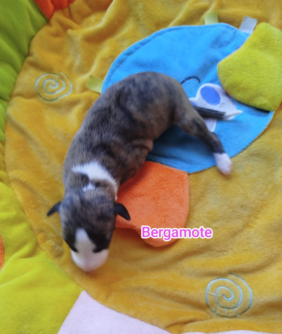 De La Fontaine Mary-Rose - Chiots disponibles - Whippet