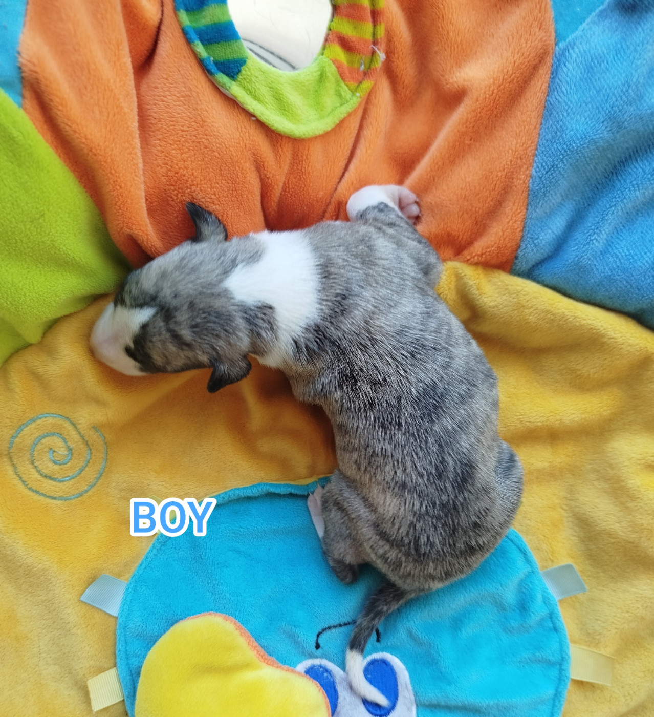 De La Fontaine Mary-Rose - Chiots disponibles - Whippet