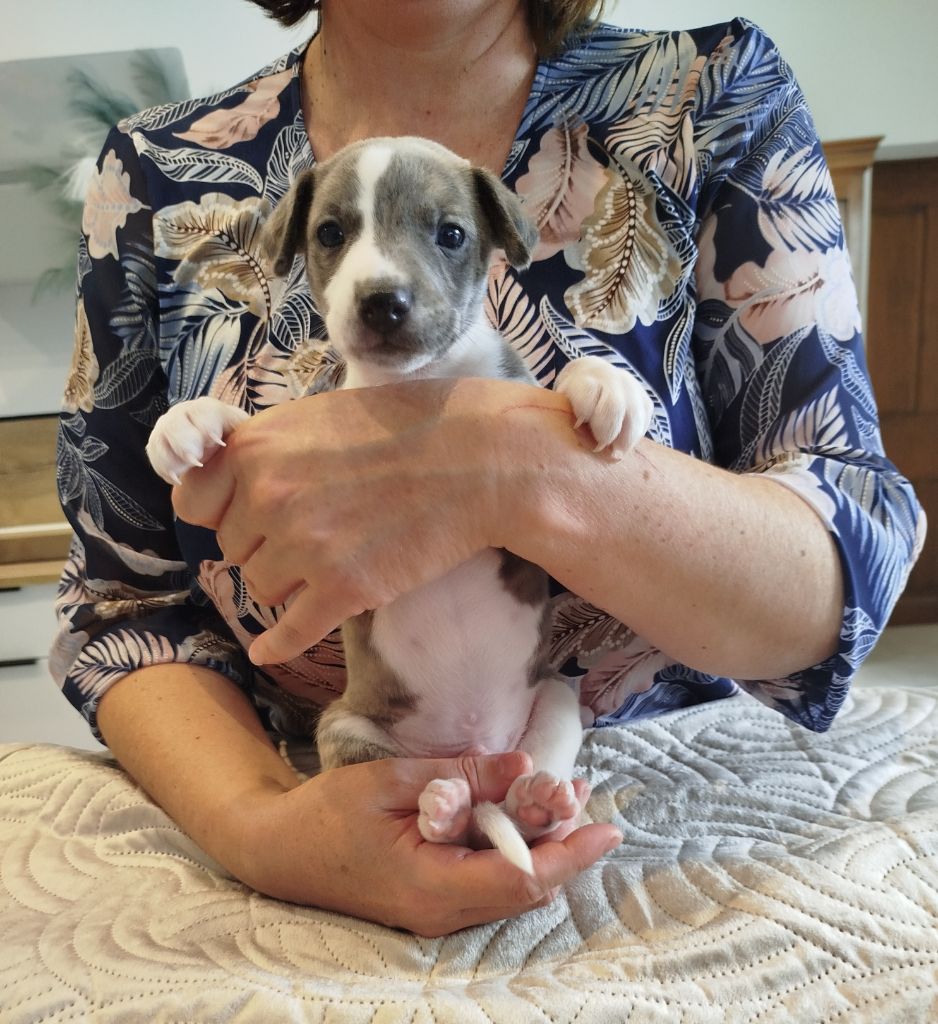 De La Fontaine Mary-Rose - Chiots disponibles - Whippet