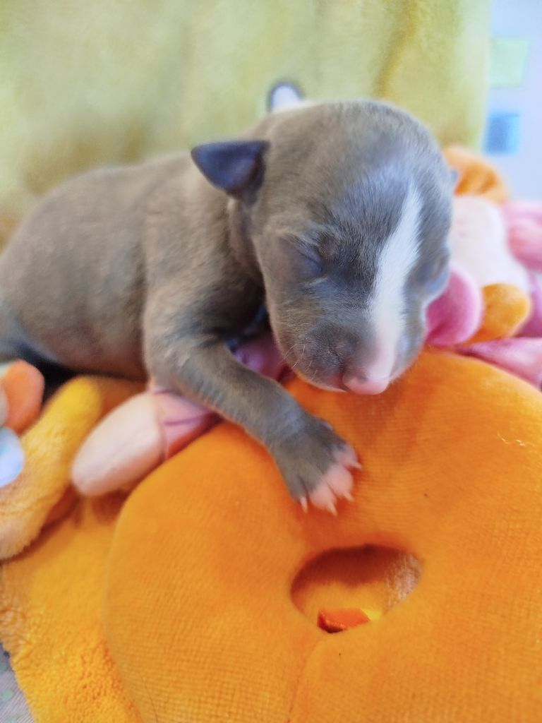 De La Fontaine Mary-Rose - Chiots disponibles - Whippet