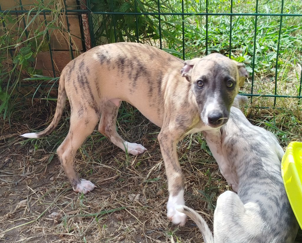 De La Fontaine Mary-Rose - Chiots disponibles - Whippet