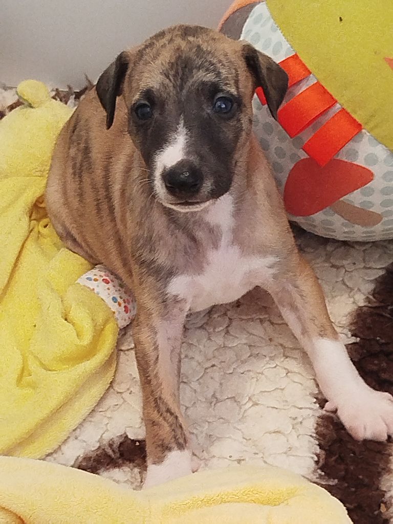 De La Fontaine Mary-Rose - Chiots disponibles - Whippet