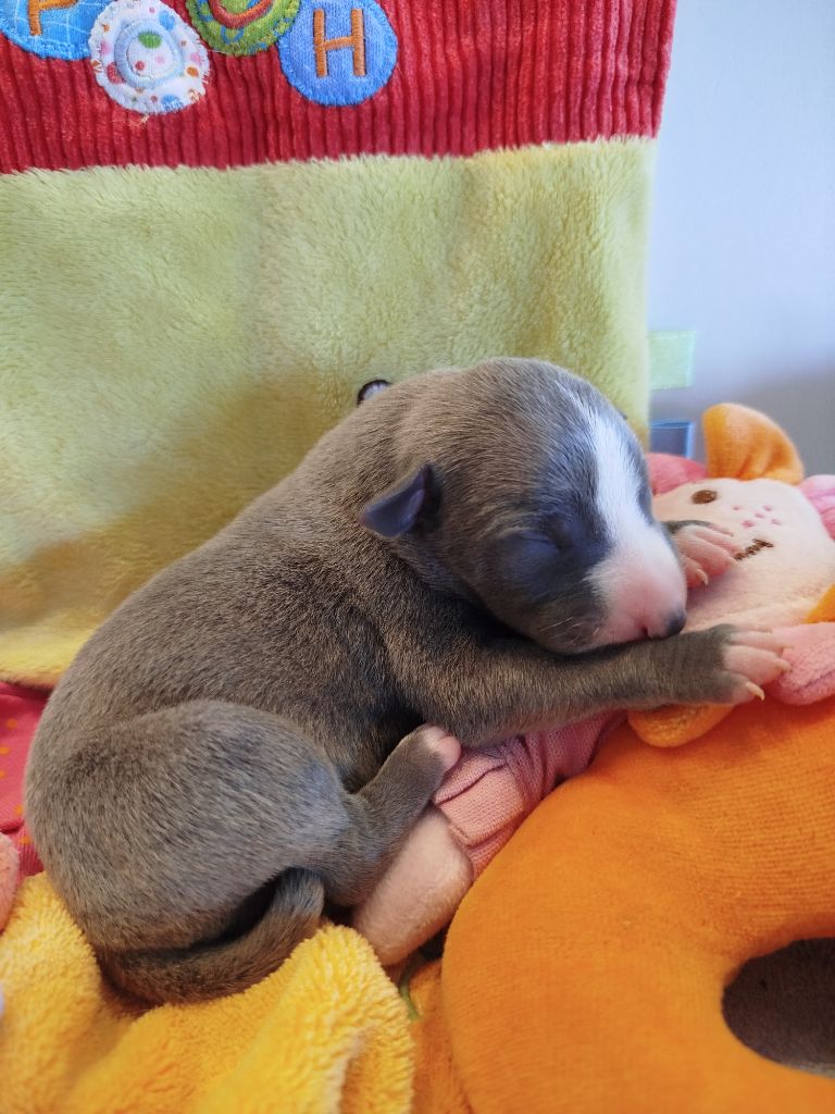 De La Fontaine Mary-Rose - Chiots disponibles - Whippet