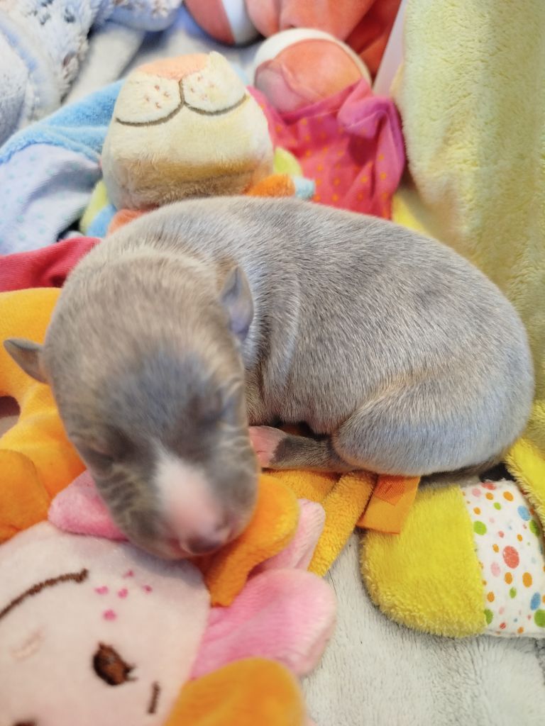 De La Fontaine Mary-Rose - Chiots disponibles - Whippet