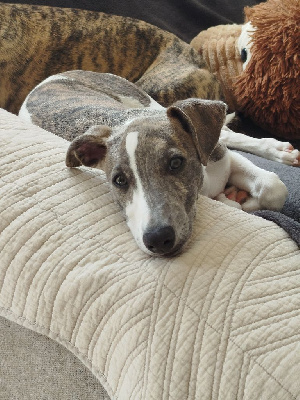 ATLAS