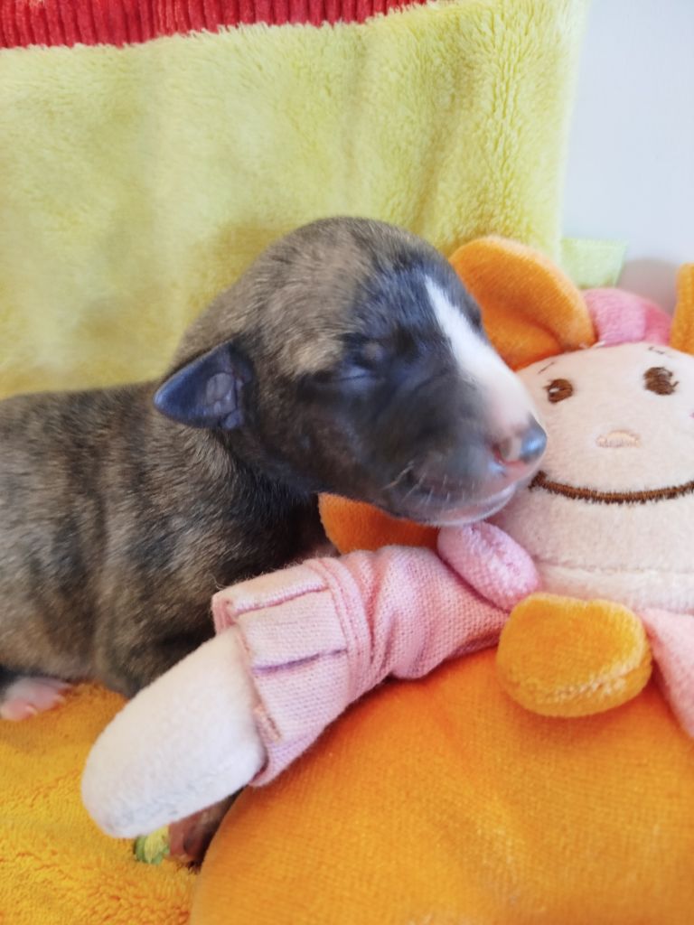 De La Fontaine Mary-Rose - Chiots disponibles - Whippet